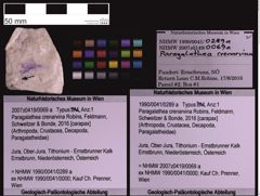 Foto (Objekt + Etiketten) von Paragalathea crenarvina (Robins, Feldmann, Schweitzer & Bonde, 2016) (NHMW-GEO-1990-0041-0289a)